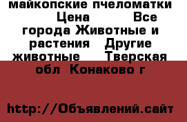  майкопские пчеломатки F-1  › Цена ­ 800 - Все города Животные и растения » Другие животные   . Тверская обл.,Конаково г.